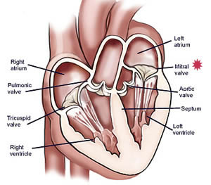 diagram of the heart